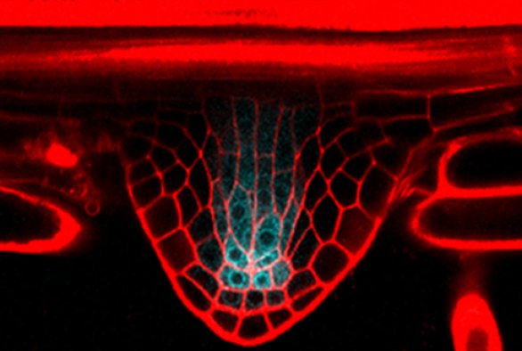 lateral-root-initiation-wur